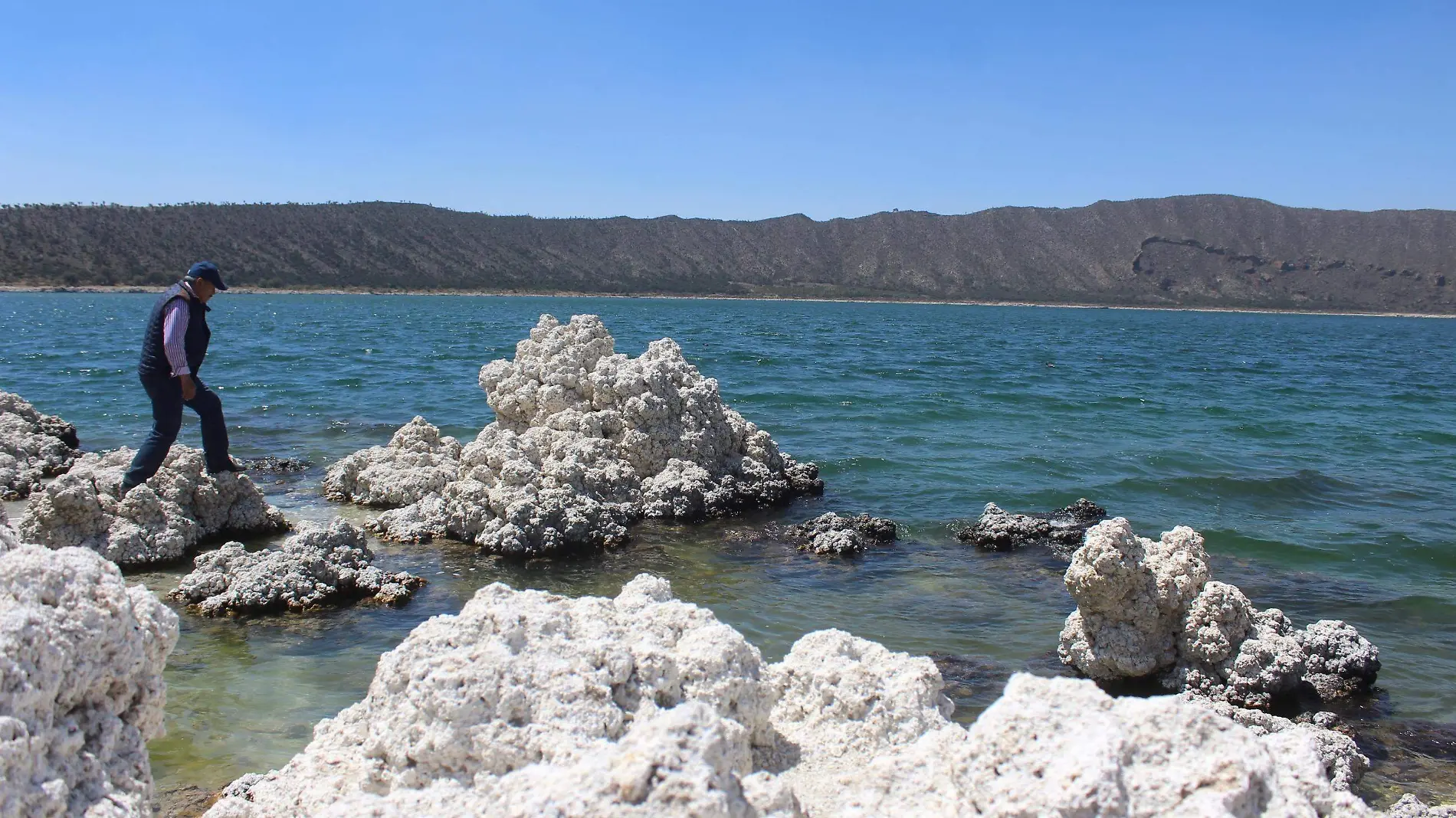 Ajolote y Laguna de Alchichica enfrentan grave peligro de extinción